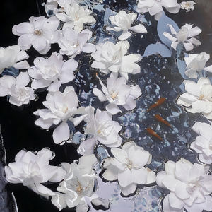 日本娇小白嫩HD
